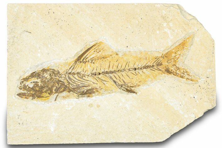 Uncommon Fossil Fish (Amphiplaga) - Wyoming #320249